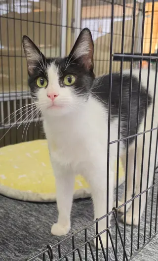 Oreo