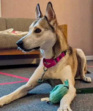 Kira