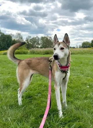 Kira