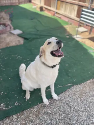 Jenny