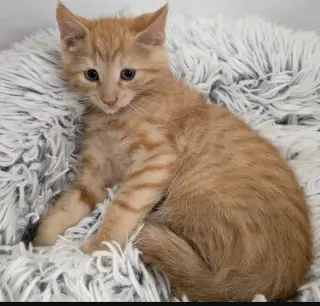 Finn & Jett bonded pair