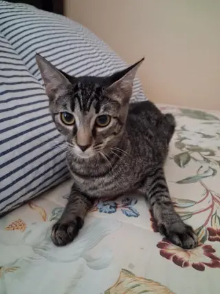Lily