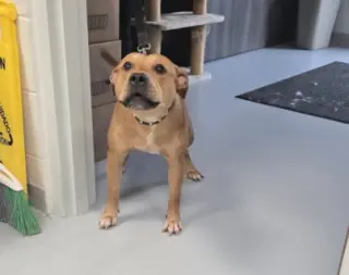 BUG