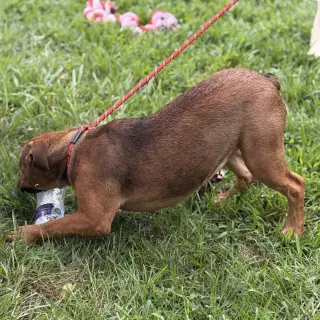 Winifred