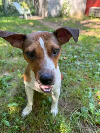 Skye-in foster home