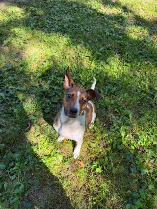 Skye-in foster home