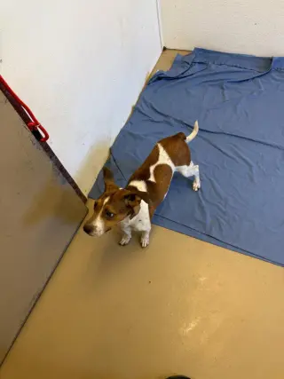 Skye-in foster home
