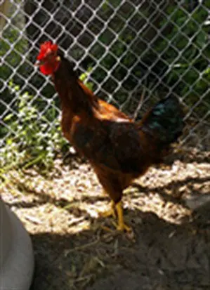 PANCHITO