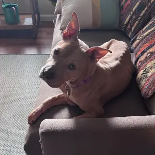Juniper