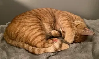 Louie