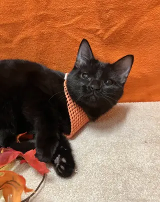 Margot