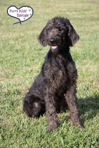 Murphy