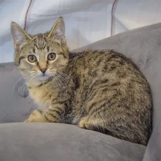 Sammy