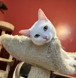 Sahlab