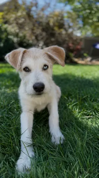 Bruce