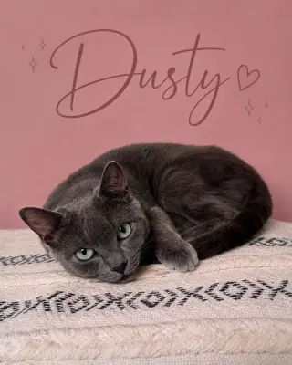 Dusty (FCID# 08/18/2026 - 13 Middletown PS) DC