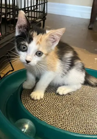 Pixie