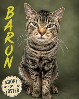 Baron (FCID# 08/10/2026 - 12 Trainer)
