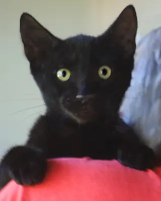 Gilligan