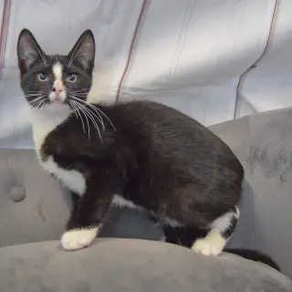 Benny