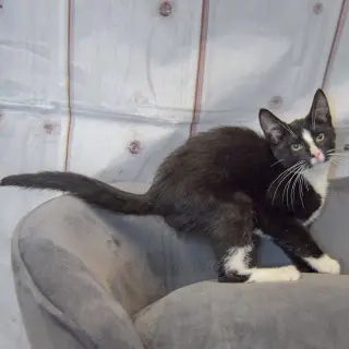 Benny