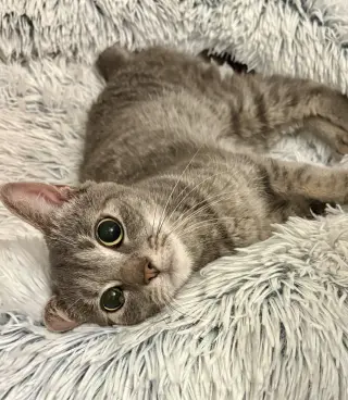 Gizmo D.