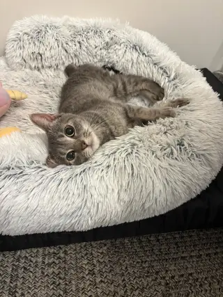 Gizmo D.