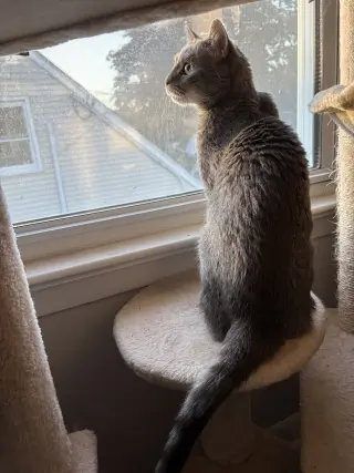 Gizmo D.