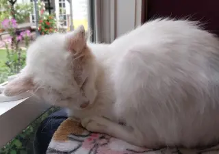Moon Flower * IN FOSTER *