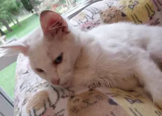 Moon Flower * IN FOSTER *