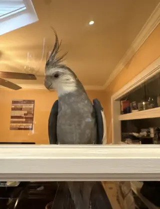 Luno