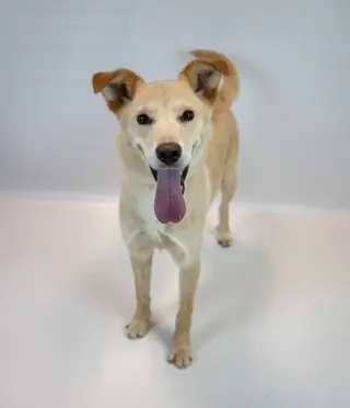 Duke