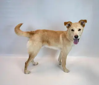 Duke