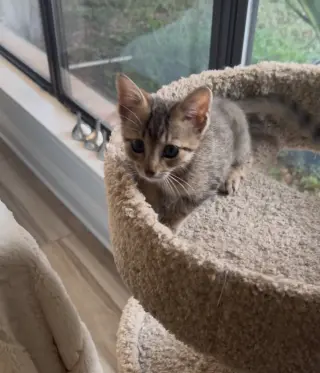 Sassy