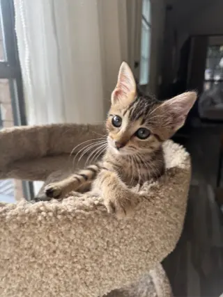 Sassy