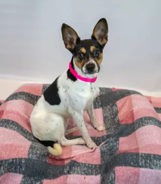 Darla