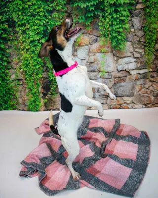 Darla