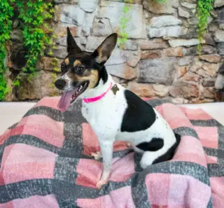 Darla