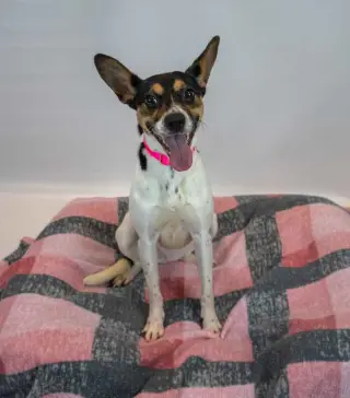 Darla