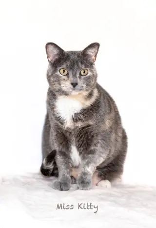 Miss Kitty