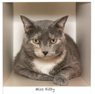 Miss Kitty