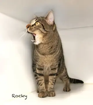 Rocky