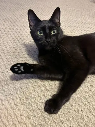 Blackie / Princess