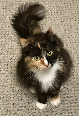 Blackie / Princess