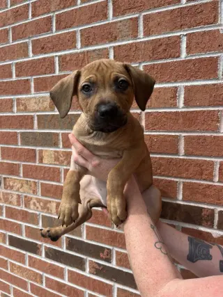 Penelope