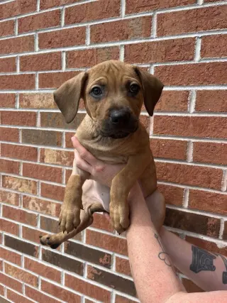 Penelope