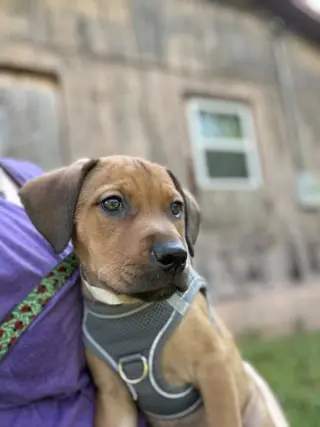 Circie