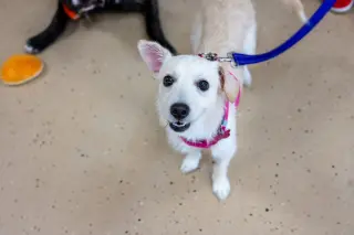 Mae Mae