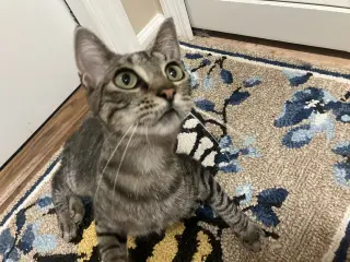 Wilma