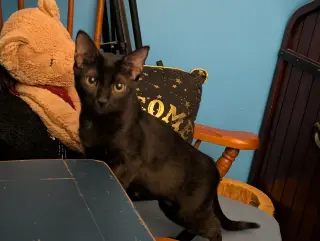 Larissa